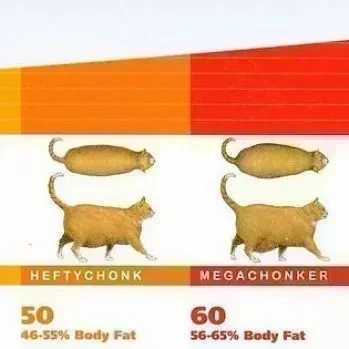 Chonk Chart